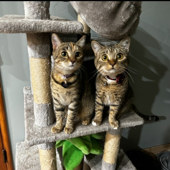 Poe & Taito (Potato) 🤎🖤 - Picture 4 of 10